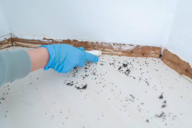 Reliable Buckingham, FL Pest Control Solutions